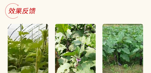 農(nóng)用微生物菌劑(一號(hào)菌)-五道豐 農(nóng)用微生物菌劑(一號(hào)菌)-五道豐