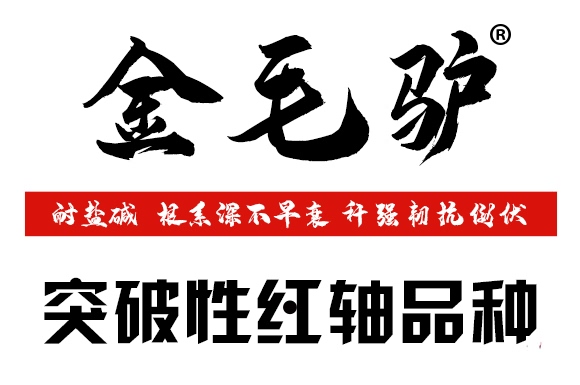 金毛驢匯豐1518-玉米種子-豫穗農(nóng)業(yè) 金毛驢匯豐1518-玉米種子-豫穗農(nóng)業(yè)
