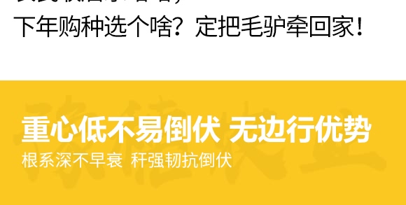 金毛驢匯豐1518-玉米種子-豫穗農(nóng)業(yè) 金毛驢匯豐1518-玉米種子-豫穗農(nóng)業(yè)
