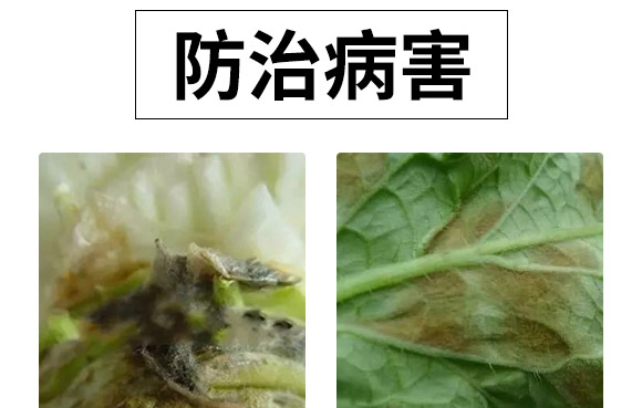 微生物肥-白菜甘藍(lán)病鏟除-瑞豐德 微生物肥-白菜甘藍(lán)病鏟除-瑞豐德