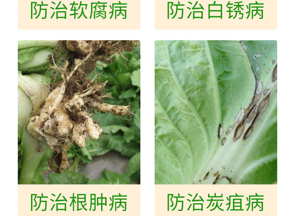 微生物肥-白菜甘藍(lán)病鏟除-瑞豐德 微生物肥-白菜甘藍(lán)病鏟除-瑞豐德