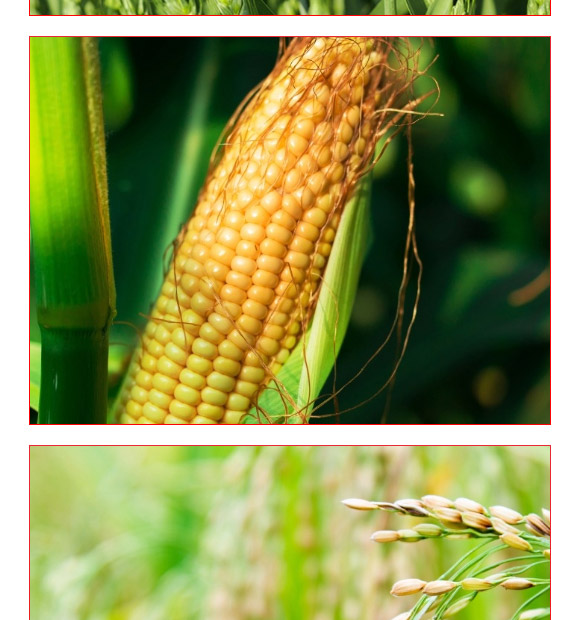 礦源黃腐酸生根肥-黑金旺-復(fù)寶作物 礦源黃腐酸生根肥-黑金旺-復(fù)寶作物