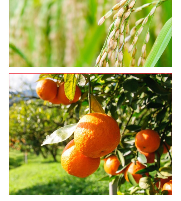 礦源黃腐酸生根肥-黑金旺-復(fù)寶作物 礦源黃腐酸生根肥-黑金旺-復(fù)寶作物