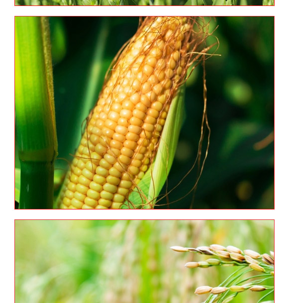 礦源黃腐酸氮肥-黑金旺-復(fù)寶作物 礦源黃腐酸氮肥-黑金旺-復(fù)寶作物
