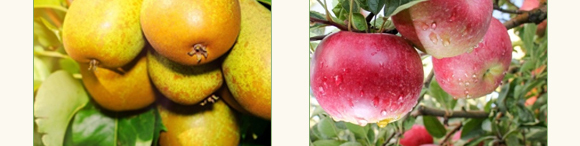 碳酶·海藻魚(yú)蛋白-春潮生物 碳酶·海藻魚(yú)蛋白-春潮生物