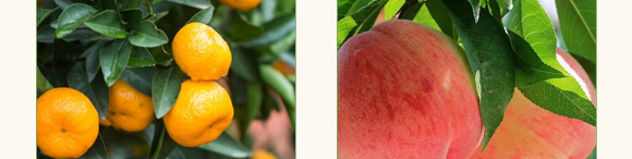 碳酶·海藻魚(yú)蛋白-春潮生物 碳酶·海藻魚(yú)蛋白-春潮生物