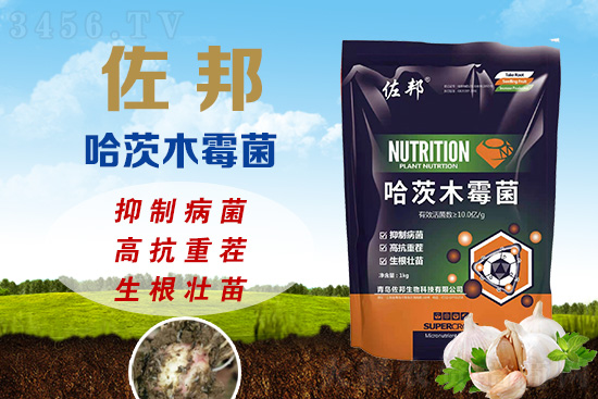 重茬減產(chǎn)超20%,再不治就晚了!佐邦哈茨木霉菌,專為高抗重茬而生! 重茬減產(chǎn)超20%,再不治就晚了!佐邦哈茨木霉菌,專為高抗重茬而生!