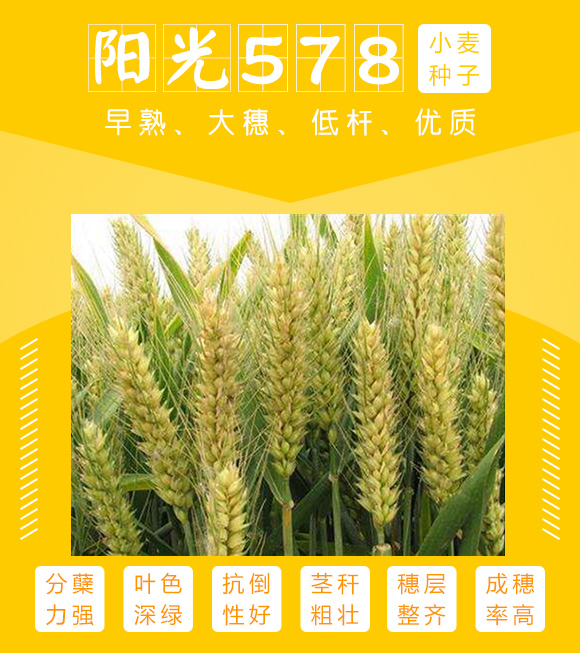 6374736686069532786868144.jpg 6374736686069532786868144.jpg