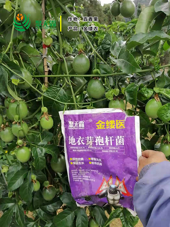 金缕d芽孢杆?聚无?.jpg