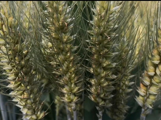 寰俊鍥劇墖_20241224113507.jpg 寰俊鍥劇墖_20241224113507.jpg