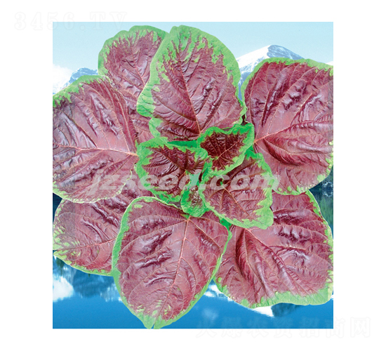 @t{-{˷N-F(xin)NI(y)