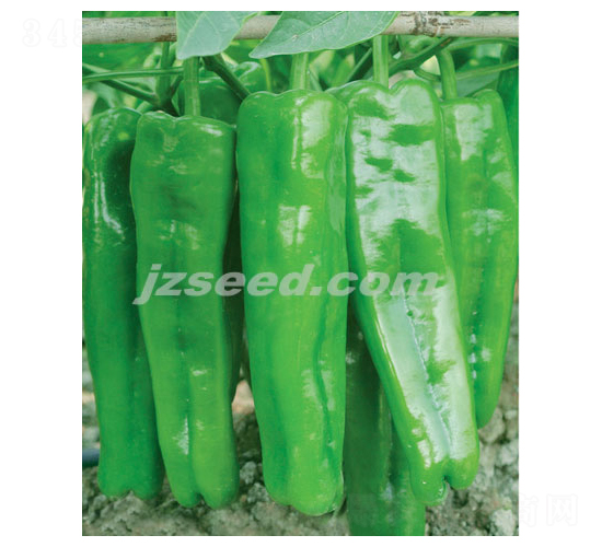 ̖(ho)-N-F(xin)NI(y)