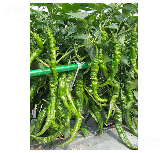 ݽz1̖(ho)-ݽzN-NI(y)