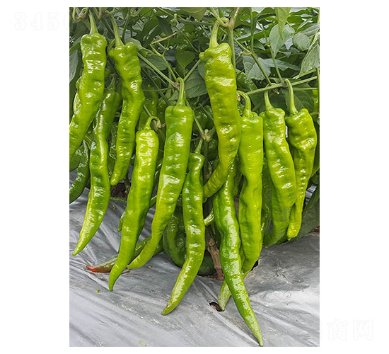 皺牛角1號-牛角椒種子-川椒種業(yè)