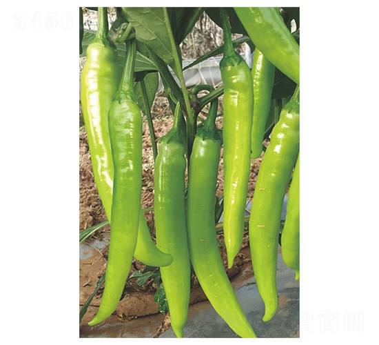 二號(hào)皇椒-牛角椒種子-川椒種業(yè)