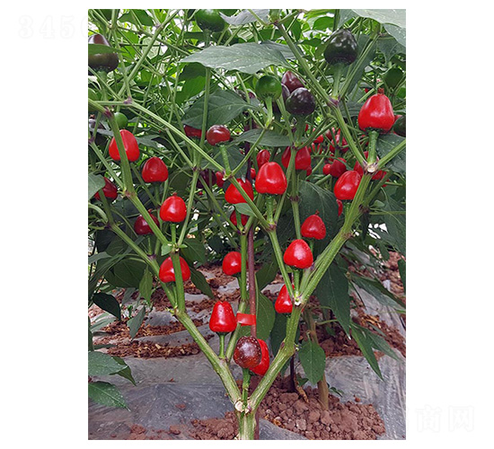 圓珠椒2號(hào)-草莓椒種子-川椒種業(yè)