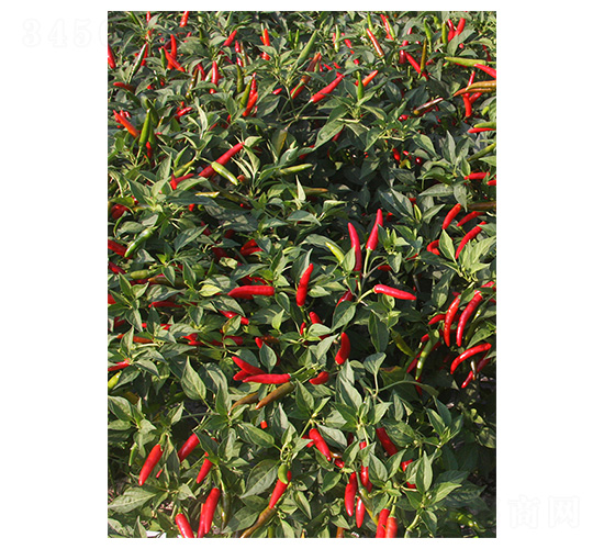 印辣17-朝天椒種子-川椒種業(yè)