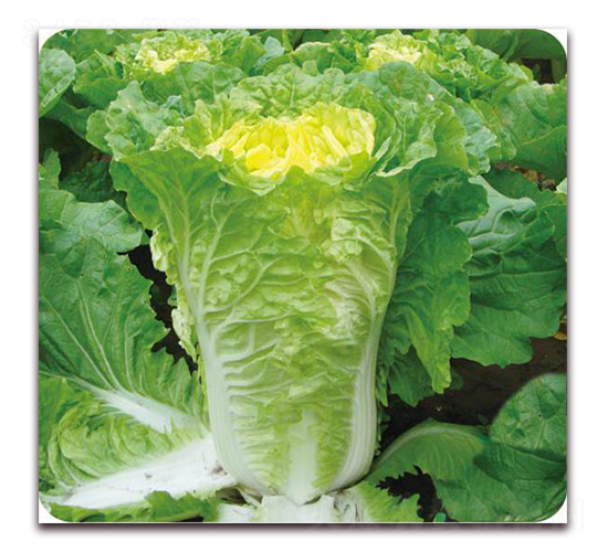 神獅王子-白菜種子-新世紀