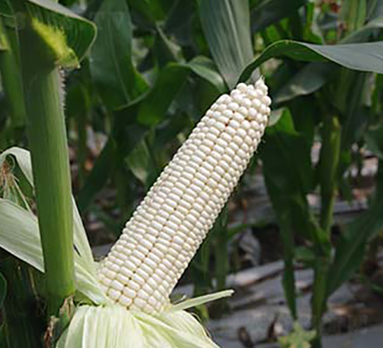 L108Ŵףظͣ-Ŵ׷N-rI(y)