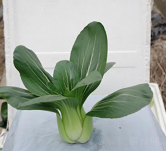 L̖(ho)-๣˷N-r(nng)I(y)