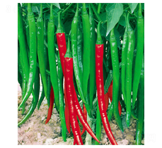 LS8̖(ho)-N-A߷NI(y)