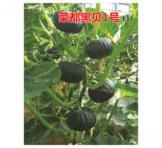 ˶ؐ1̖(ho)-ϹϷN-˶f(wn)ʢ