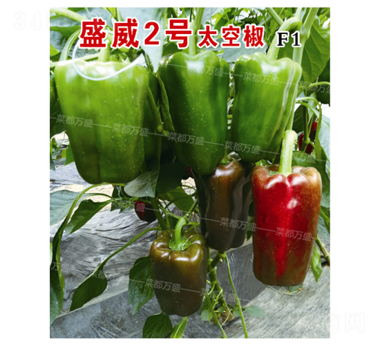 ʢ2̖(ho)̫ս-N-˶f(wn)ʢ