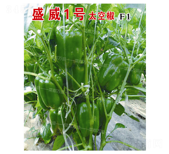 ʢ1̖(ho)̫ս-N-˶fʢ