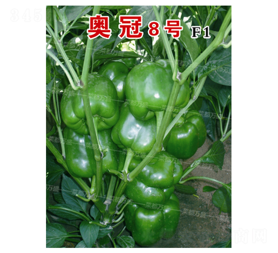 W8̖(ho)-N-˶f(wn)ʢ