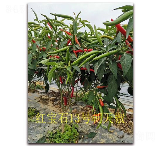 ʥr(nng)tʯ13̖(ho)콷-콷N-ʥr(nng)߿