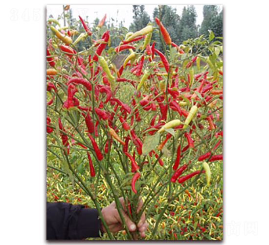 ʥrtʯ05콷-콷N-ʥr߿