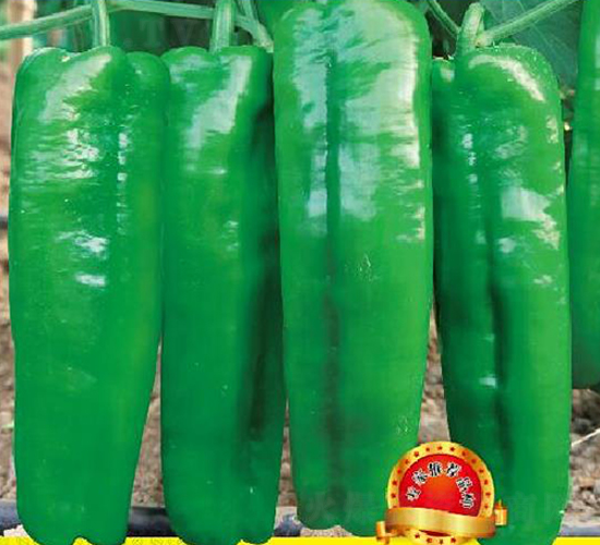 靚優(yōu)8號-辣椒種子-優(yōu)美農(nóng)業(yè)