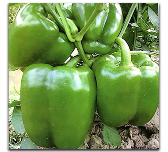 Wɿ4̖(ho)-𽷷N-ʵ