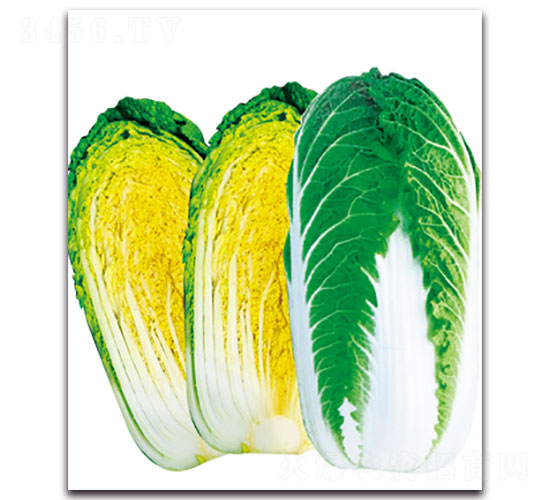 ½3̖(ho)-ײ˷N-ʵ