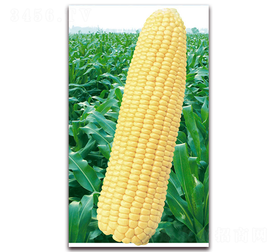 f(wn)2000-׷N-ANI(y)