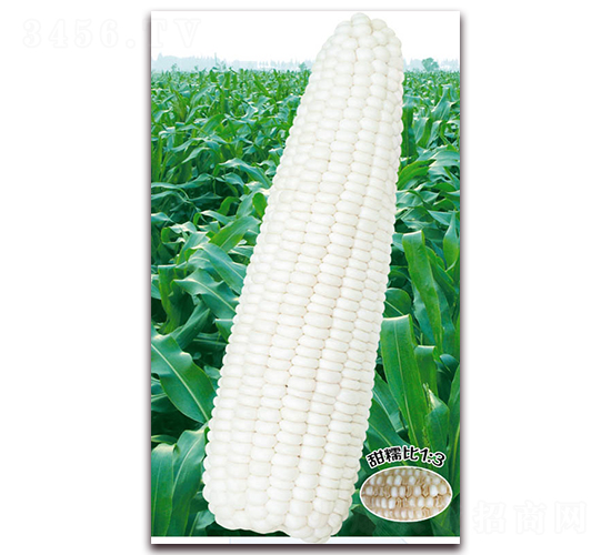 fŴһ̖-Ŵ׷N-ANI(y)