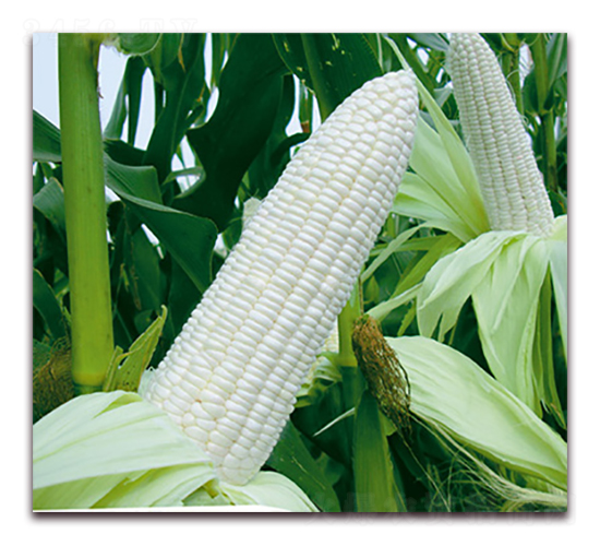 f(wn)Ŵ178-Ŵ׷N-ANI(y)