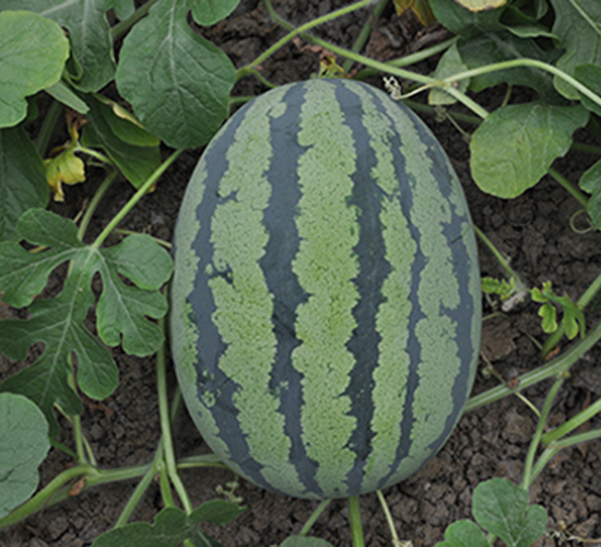 Gһ̖-ϷN-Rr(nng)I(y)