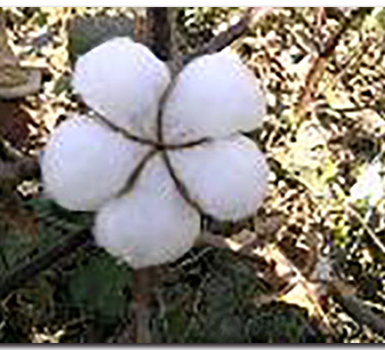 GK10-޻N-(yu)rI(y)