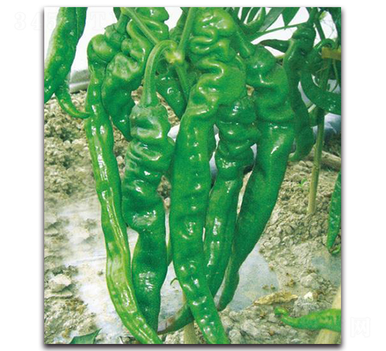 ݽһ̖(ho)-N-Є(chung)S