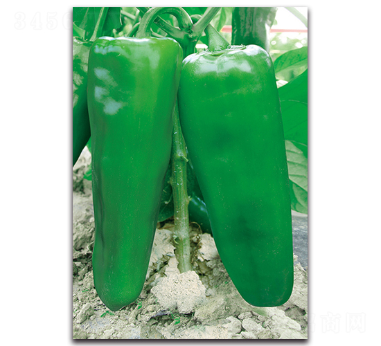 勝世寶玉-辣椒種子-湘妹子農(nóng)業(yè)