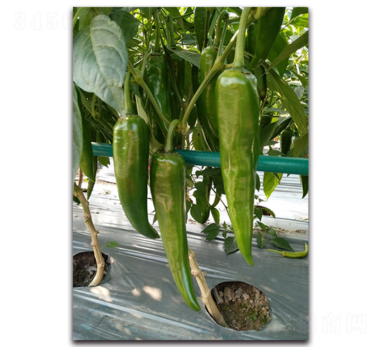 L(zhng)(j)16̖(ho)-N-r(nng)I(y)