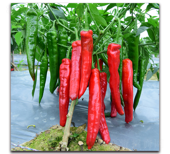 tһ̖(ho)-N-r(nng)I(y)