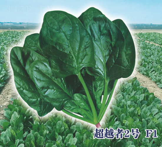 Խ2̖(ho)F1-˷N-ʥAS