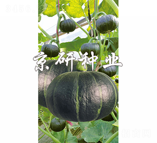 中型貝貝-南瓜種子-京研