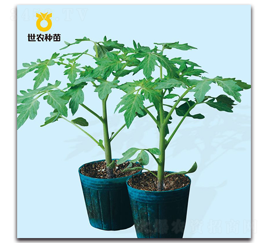 2̖(ho)-ľN-r(nng)N