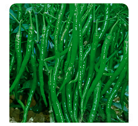 黑線帝王-辣椒種子-三主糧