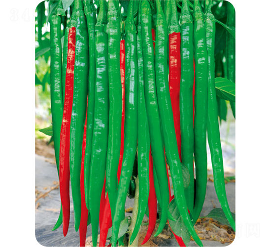 綠斤長(zhǎng)-線椒種子-歐蘭德