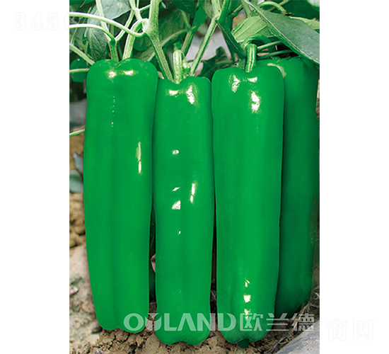 (gu)r(nng)301-ݽN-Wm