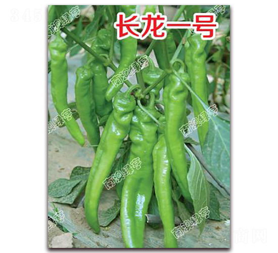 L(zhng)һ̖(ho)-⽷N-ϰľG